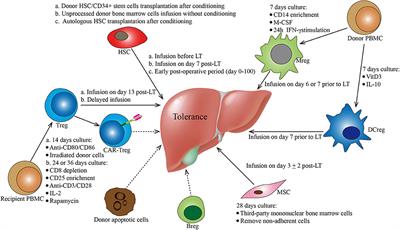 Immune Tolerance Induction Using Cell-Based Strategies in Liver Transplantation: Clinical Perspectives